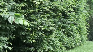 Yoğun yeşillik ve canlı yeşil yapraklarla kaplı sakin bir yol keşfedin..