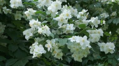 Baharda huzurlu bir bahçede çiçek açmanın güzelliğinin tadını çıkar..