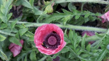 Arılar verimli yeşilliklerin arasında canlı pembe haşhaş çiçeklerini tozlaştırmakla meşguller..