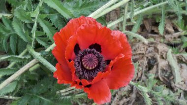 Göz kamaştırıcı kırmızı bir gelincik çiçeği yeşilliğin ve yaşamın ortasında dimdik duruyor..