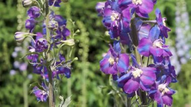 Parlak mor çiçekler bu sakin bahçe sahnesinde canlı bir atmosfer yaratır..