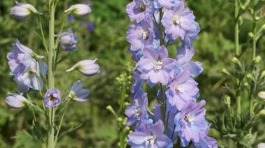 Parlak güneş ışığı altında ılık meltemde sallanan canlı mavi çiçekler..