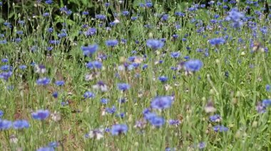 Neşeli mavi kır çiçeklerinin güneşli bir günde meltemde dans ettiğini hisset..