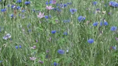 Narin mor ve mavi çiçekler yemyeşil meltemler arasında yavaşça dans eder..