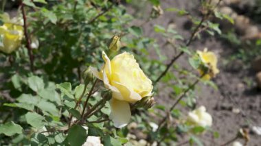 Narin sarı güller bahar mevsiminde yemyeşil çiçeklerin arasında zarif bir şekilde açar..