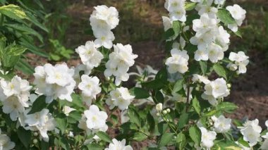 Güzel beyaz çiçekler yemyeşil bahçedeki sıcak güneşin altında canlı bir şekilde açar..