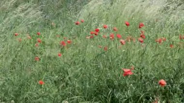 Parlak gelincikler rüzgarda hafifçe sallanır, çayırı canlı kırmızı renklerle boyarlar.