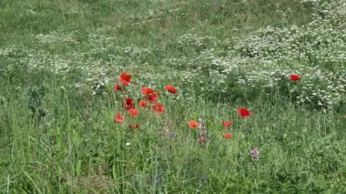 Parlak gelincikler rüzgarda hafifçe sallanır, çayırı canlı kırmızı renklerle boyarlar.