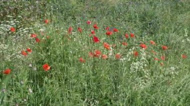 Renkli kır çiçekleri güneş ışığında sallanıyor, yemyeşil bir çayıra hayat getiriyor..