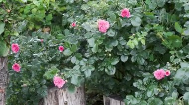 Pembe güller güzel açar, rüzgarın yaprakların arasından hafif hafif sallanarak..