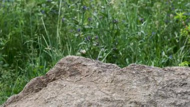 Barışçıl bir çayırda yeşil çimenler ve güneşte mor kır çiçekleri açar..