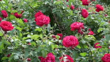 Renkli güller güzel bir bahçede serpilmiş, doğanın canlı sanatını sergiliyor..