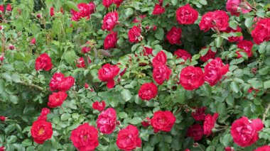 Canlı kırmızı güller, doğanın sanatını gözler önüne sererek bahçede çarpıcı bir görüntü oluşturur..