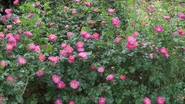 Çiçek açan pembe güllerin renkli bir görüntüsü bahçeyi neşe ve yaşamla dolduruyor..