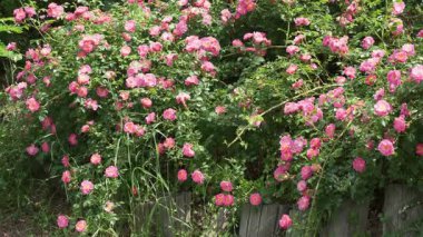 Pembe çiçeklerin çarpıcı görüntüsü bir bahçeyi dolduruyor, hafif meltemler ve neşe davet ediyor..