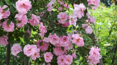 Güneşli bir bahçede büyüyen pembe güllerin canlı gösterisi, doğanın güzelliğini gözler önüne seriyor..