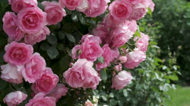 Parlak pembe güller yemyeşil çimlerin üzerinde huzur dolu bir bahçe ortamında çağlıyor..