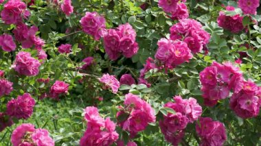 Hayat dolu sakin bir bahçe vahasının ortasında büyüyen zarif pembe gülleri izle..