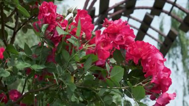 Parlak pembe çiçekler huzurlu bir bahçede serpilmiş, doğanın güzelliğini gözler önüne seriyor..