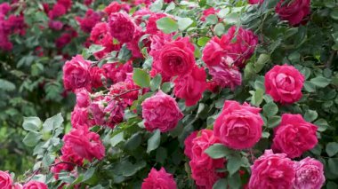 Güneşin altında serpilen pembe güllerin sergilenişinin tadını çıkarın..