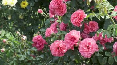 Canlı pembe güller çiçek açtı, bahçeyi güzellik ve parfümle doldurdu..