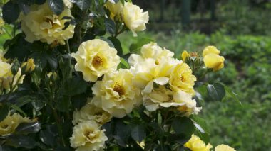 Güneşin altında, huzurlu bir bahçede açan sarı güllerden oluşan canlı bir sıra..