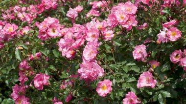 Renkli çiçekler, güneşli bir bahçede canlı bir şekilde açar güzellikleri gözler önüne serer..