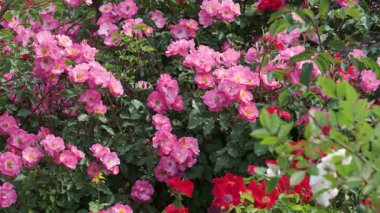 Çiçek açmış renkli güller yemyeşil bir bahçede nefes kesici bir manzara yaratır..