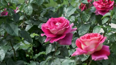 Canlı bir bahçede çiçek açan güllerin güzelliğinin tadını çıkarın..