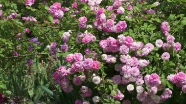 Parlak pembe güllerle dolu yemyeşil bir bahçe güneş ışığı altında güzelliklerini sergiliyor..