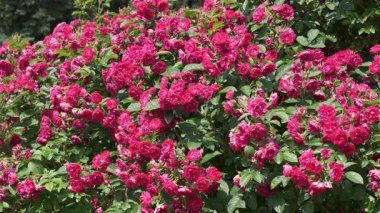 Güzel bir bahçe, parlak güneş ışığı altında yemyeşil güller sergiliyor..