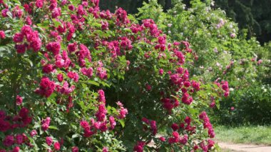 Çiçek açan sayısız gül ve yemyeşil çiçeklerle dolu canlı bir bahçe keşfedin..