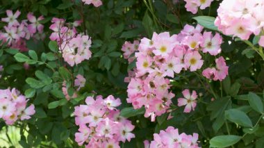 Narin pembe çiçekler canlı açar, güneşli bir bahçede arıları cezbeder..