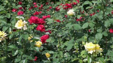 Renkli güller yemyeşil bir bahçede serpilmiş yazın doğanın güzelliğini gözler önüne seriyor..
