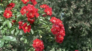 Çiçekli kırmızı güller huzurlu bir bahçede usulca sallanıyor, nefes kesici bir güzellik sergiliyor..