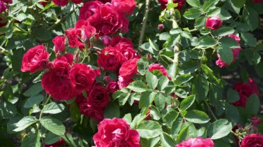 Parlak kırmızı güller huzurlu bir bahçede serpilmiş, baharda güzelliklerini sergiliyorlar..