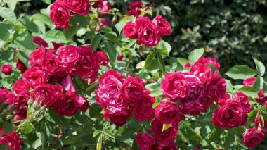 Bereketli kırmızı güller güneşli bir bahçede güzel çiçek açar, doğanın sanatını gözler önüne serer..