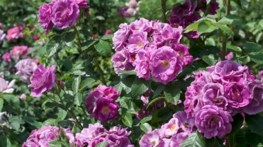 Zarif pembe güller güneşli bir bahçede serpilmiş, doğanın güzelliğini gözler önüne seriyor..