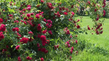 Bereketli kırmızı güller güneşli bir bahçede büyür ve yaz boyunca güzel bir çiçek dekoru oluşturur..