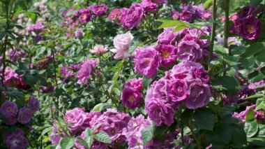 Rengarenk çiçeklerin yemyeşil güzelliğinin zevki gün ışığında hafifçe sallanıyor..