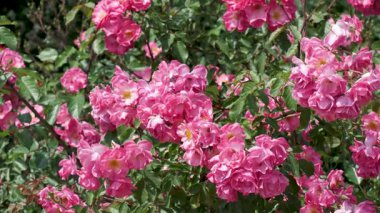 Renkli pembe çiçekler hayat dolu güneşli bir bahçede parlıyordu..