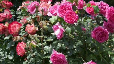 Çiçek açan güllerin büyüleyici renklerini keşfedin meltemde hafifçe salınan.