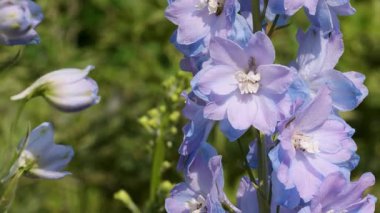 Canlı mavi çiçekler bahar boyunca ılık bahçe esintisinde usulca sallanıyor..
