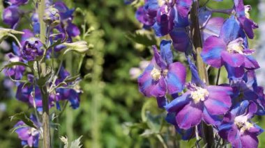 Canlı mor ve mavi çiçekler, sakin bir bahçede, sıcak güneşin altında gelişir..