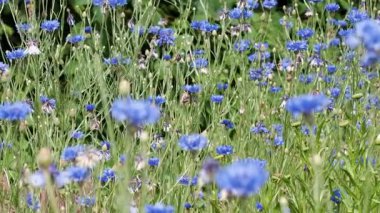 Sersemletici mavi çiçeklerle dolu bir tarla. Rüzgarın altında yavaşça sallanıyor..