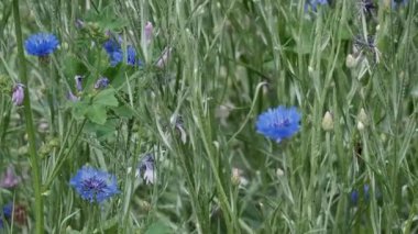 Renkli kır çiçekleri sıcak güneşin altında serpilerek huzurlu bir yaz havası yaratır..