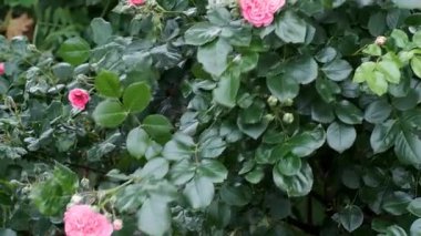 Narin pembe güller yemyeşil bir bahçede uyanır, ışıldayan güzellik ve baharda hayat.