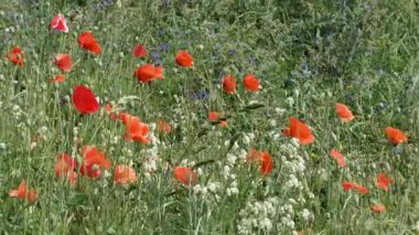 Ilık bir günde yemyeşil ve mavi çiçeklerin arasında sallanan parlak kırmızı gelincikler..