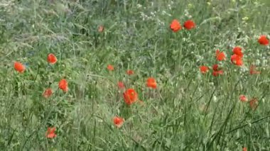 Renkli gelincikler, yemyeşil yemyeşil bir çayırda ahenkli bir şekilde sallanırlar..