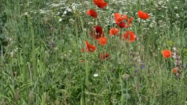 Parlak kırmızı gelincikler, yumuşak yaz melteminde zarif bir şekilde dans eder..